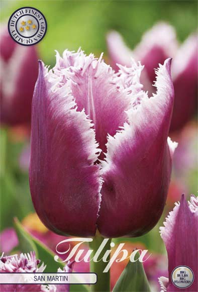 Tulip Fringed San Martin 7-pakning (NY)